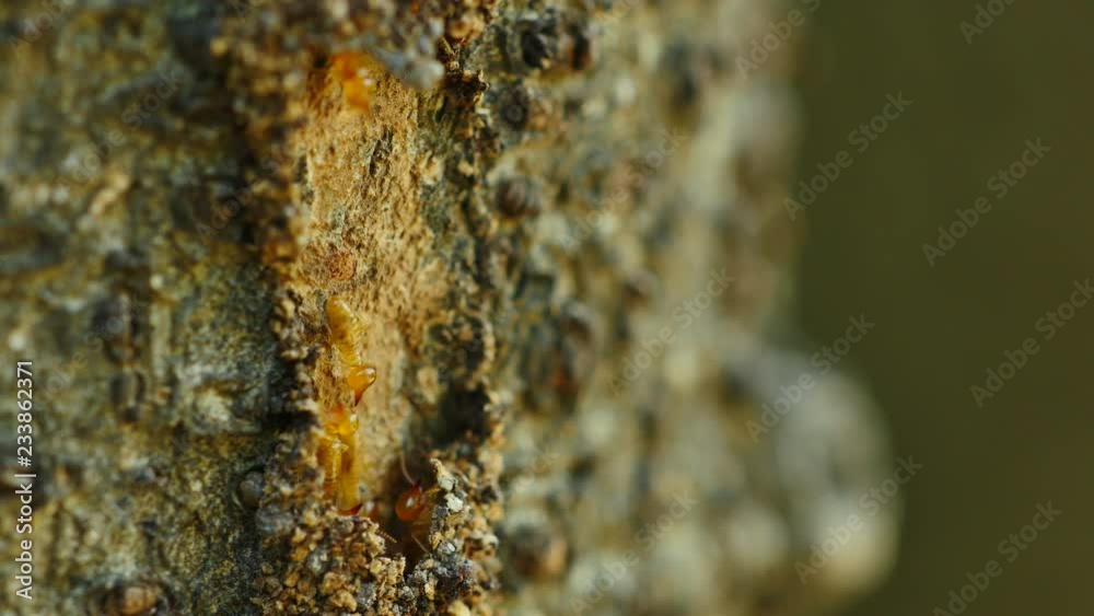 Close-up termites workers repairing a tunnel on Tree.