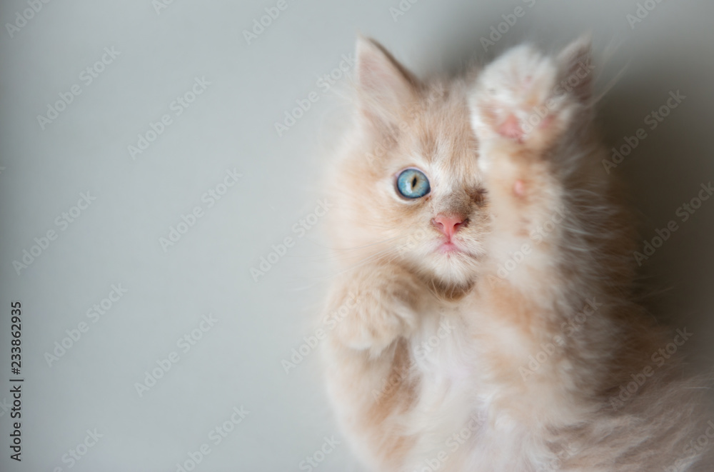 Cute little blue eyes cat Lying up on the floor