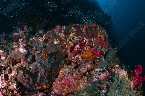 A pair of well hidden Bearded Scorpionfish on a tropical coral reef in Thailand