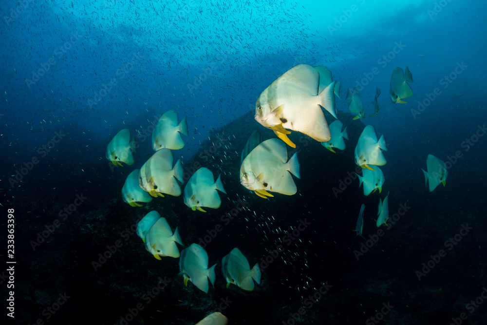 A large school of Batfish on Richelieu Rock, Thailand A large school of Batfish on Richelieu Rock, Thailand