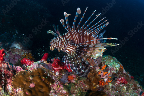 Lionfish hunting at dawn on a tropical coral reef