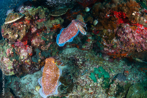 Beautiful Cuttlefish on a colorful tropical coral reef (Richelieu Rock)