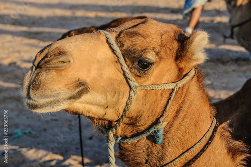 Dromedary Camel in sahara desert  Tunisia  Africa