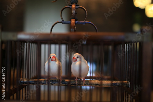birds is in cage and not free