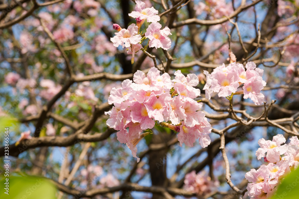 Tabebuia sweet pink flower blooming with nature bokeh background Tabebuia sweet pink flower blooming with nature bokeh background