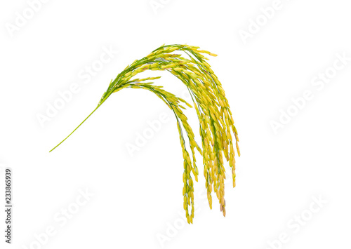 Ears of rice isolated isolated on white background