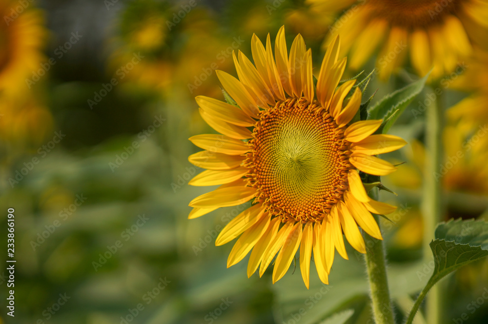 closeup group of blooming sunflower with blurred background, sunflower blooming in summer in Thailand, their seed will be change to Sunflower seed germination closeup group of blooming sunflower with blurred background, sunflower blooming in summer in Thailand, their seed will be change to Sunflower seed germination