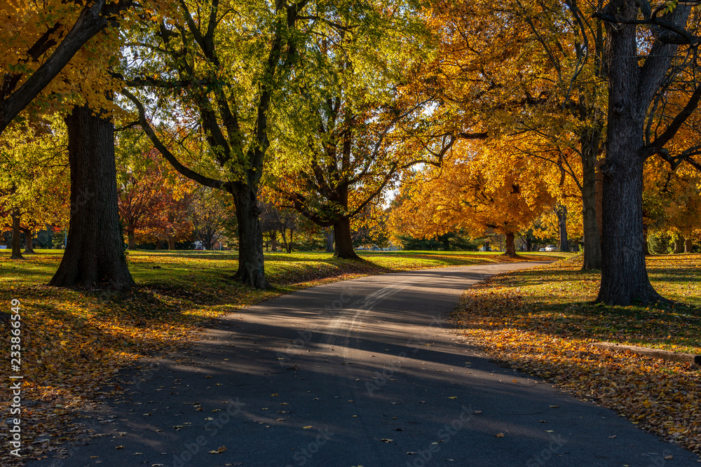 Autumn Leaves