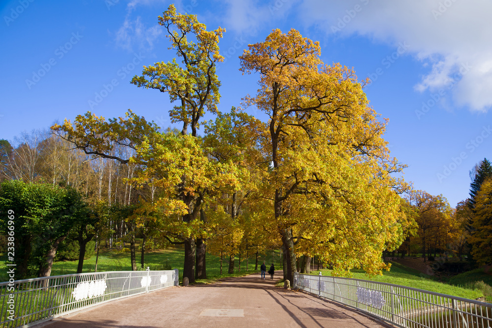 Naklejka premium Golden autumn in Pavlovsky Park. Neighborhood of St. Petersburg, Russia