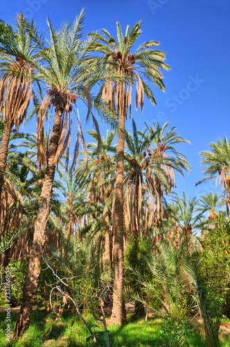 Date Palms in jungles, Tamerza oasis, Sahara Desert, Tunisia, Af