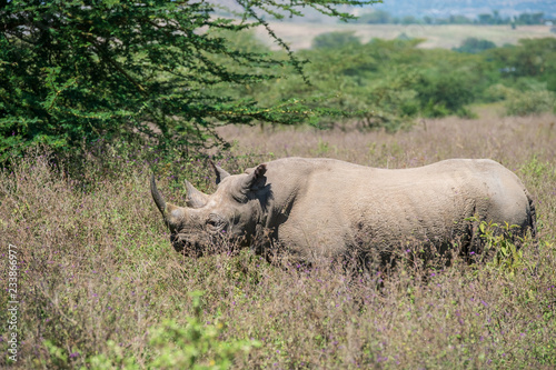 black rhino in the bush