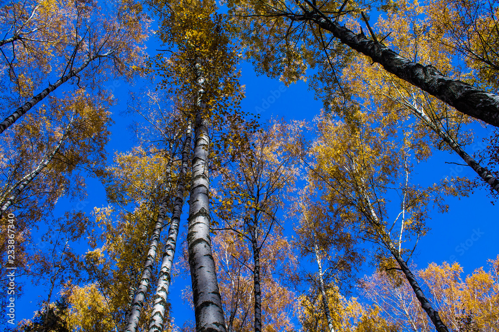 Fototapeta premium autumn contrast