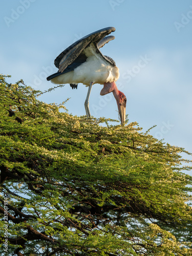 Tableau sur toile Marabou stork making nest
