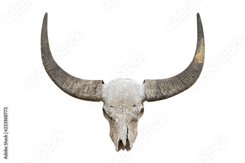 Head skull buffalo carabao isolated on white background