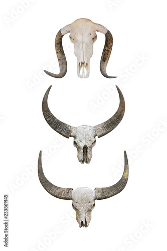 Head skull buffalo carabao isolated on white background © prapann