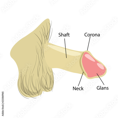 Education Chart of Biology for Male Reproductive System Diagram