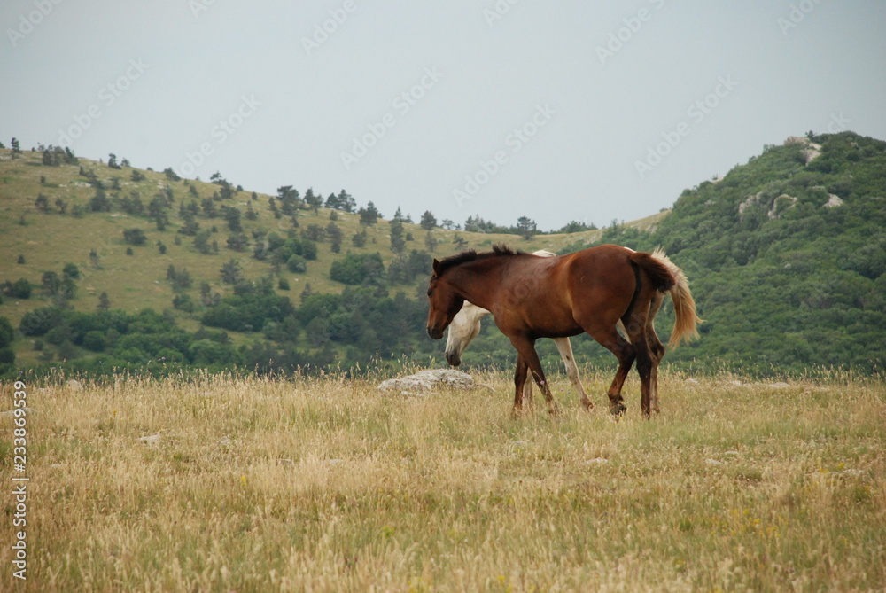 Obraz premium Horses in the meadow