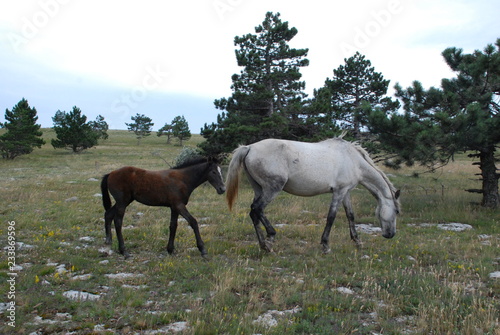 Horses in the meadow © Paul