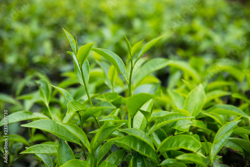 Green Tea Leaves