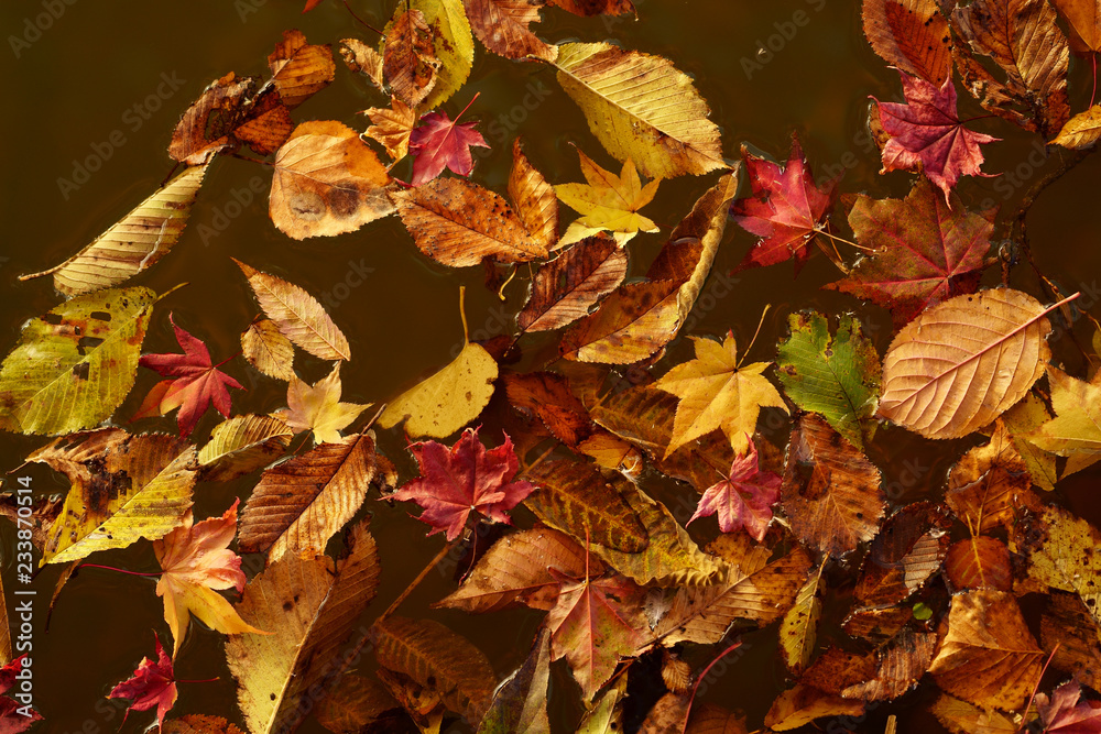 Obraz premium 紅葉