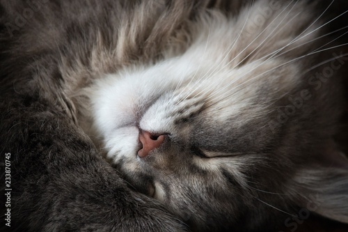 Slipping kitty portrait closeup