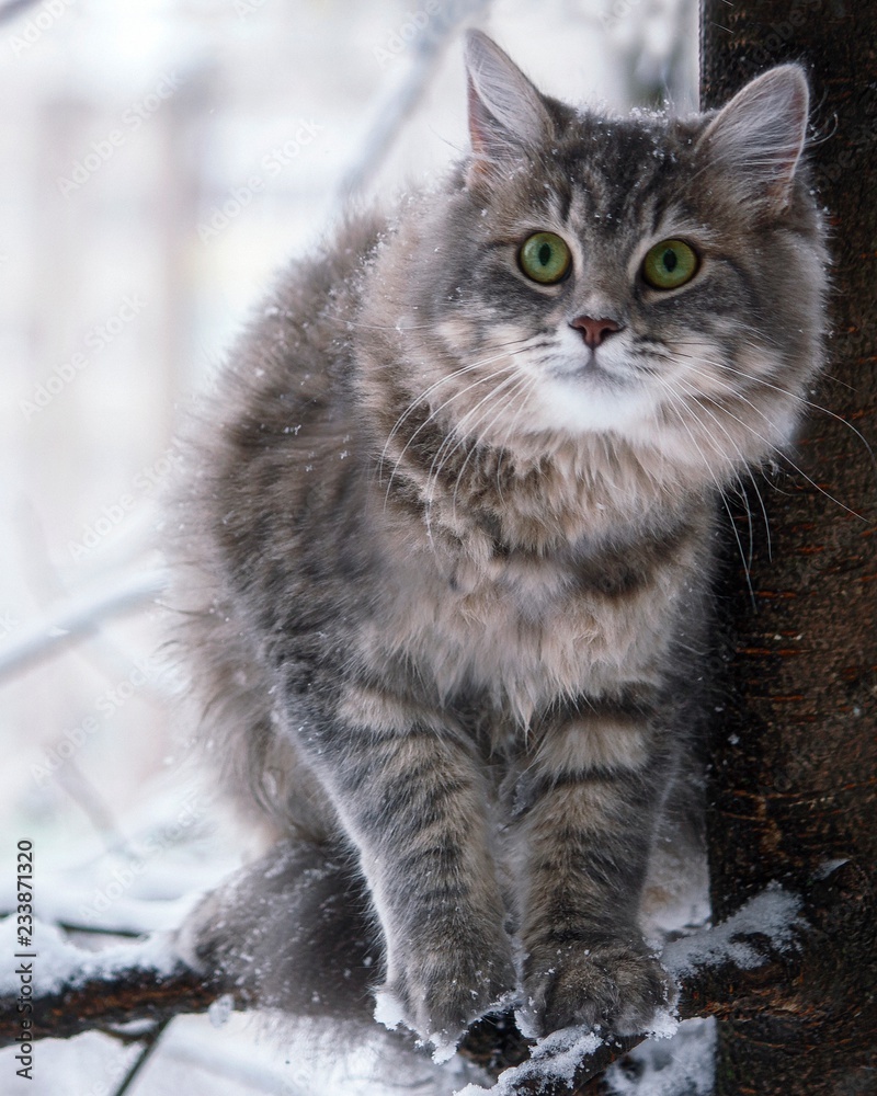 Kitty on the tree branch