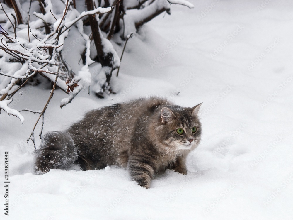 Kitty in the snow