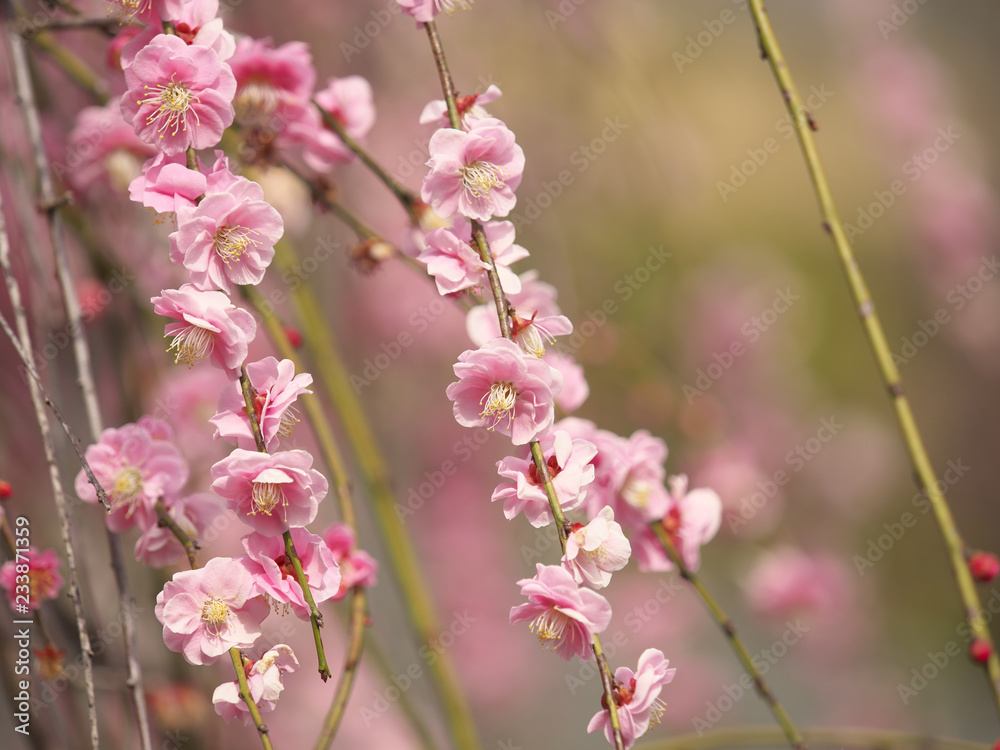梅の花・春の誘い 梅の花・春の誘い