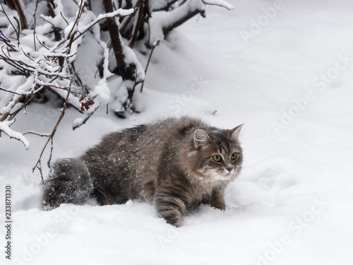 Kitty in the snow © Iryna