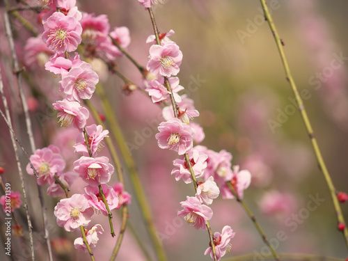 梅の花・春の誘い © Tom.Msn&Gafuu