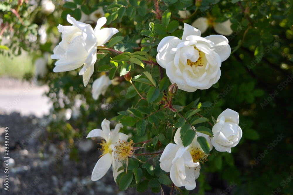 Fototapeta premium Blooming rose bush with white fragrant flowers. City greening in Russia.