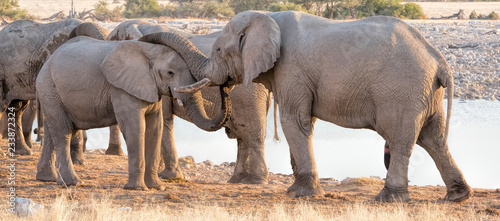 Photography elephants in Namibia