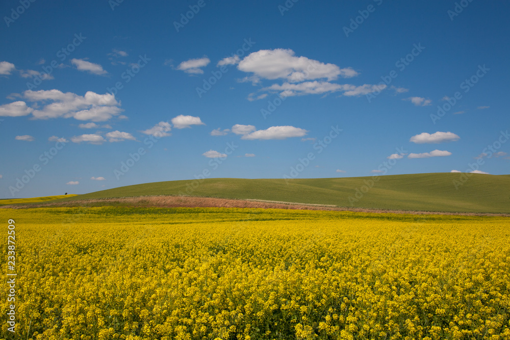 yellow field of oilseed rape