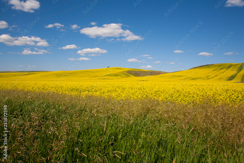 Fototapeta premium yellow field and blue sky