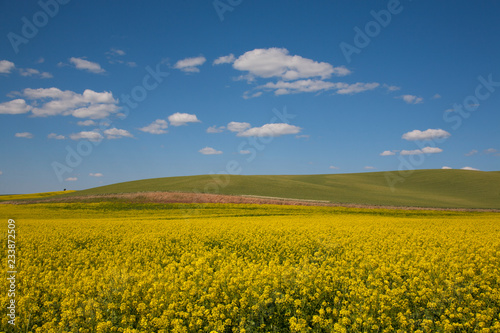 yellow field of oilseed rape