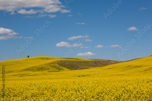 yellow rape field and blue sky