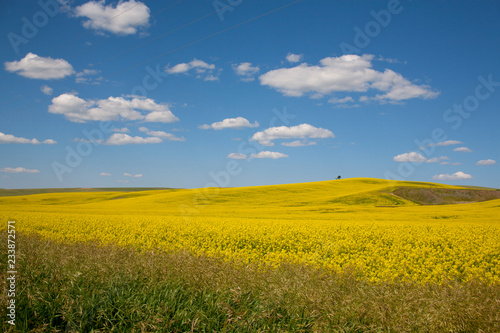 yellow rape field and blue sky