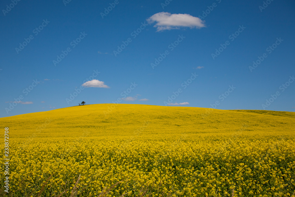 Obraz premium yellow rape field and blue sky