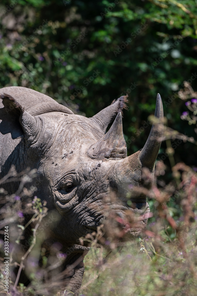 Naklejka premium czarny nosorożec w buszu