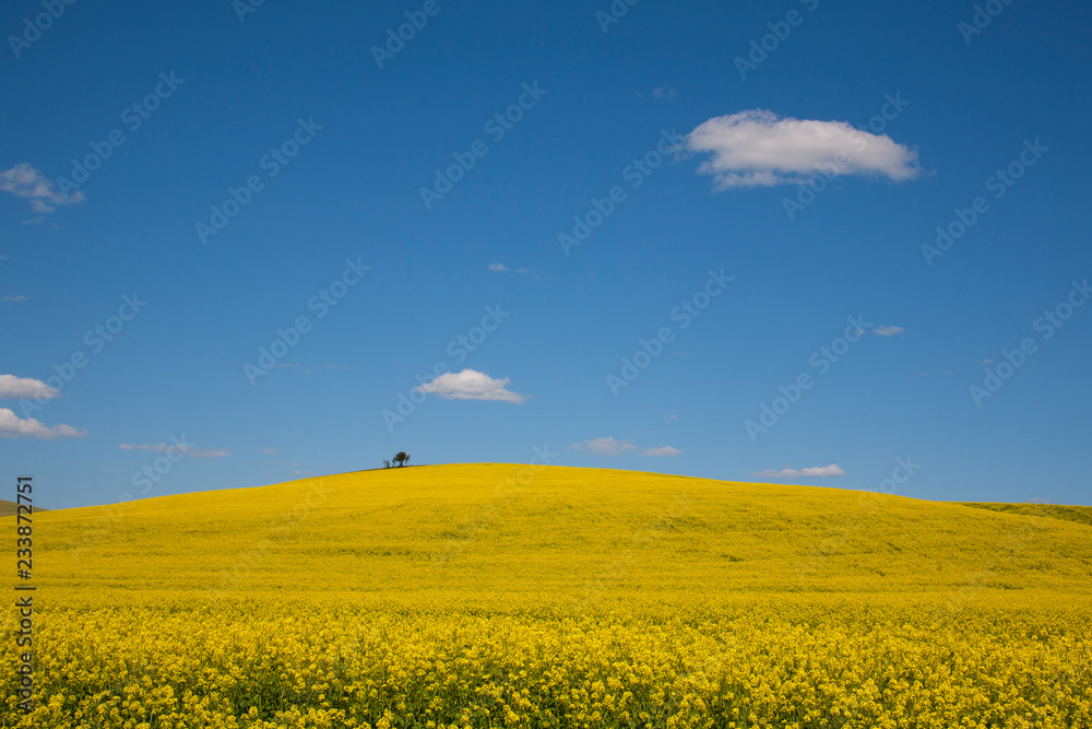Obraz premium yellow rape field and blue sky