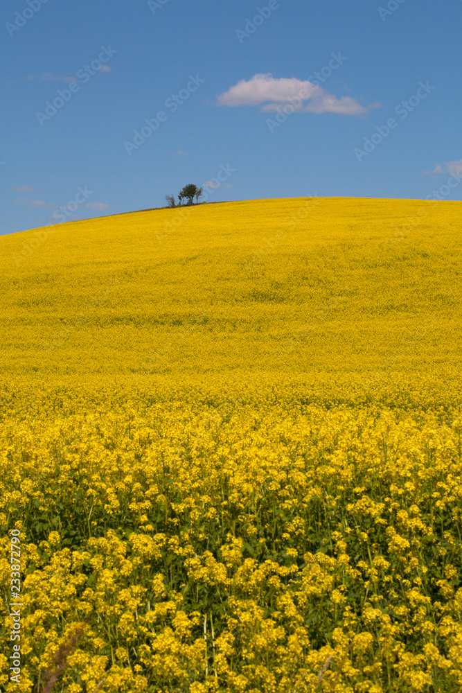 field of oilseed rape field of oilseed rape