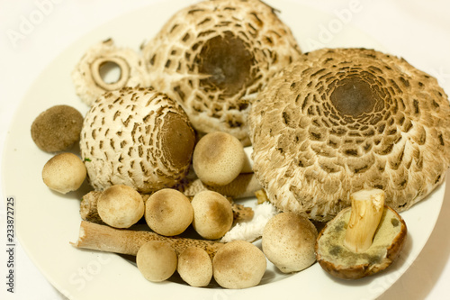 Mushroom in the forest, photo Czech Republic, Europe