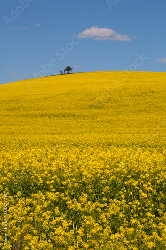 field of oilseed rape