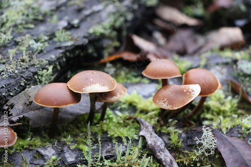 Mushrooms toadstools. bright small poisonous mushrooms toadstool group psilocybin.