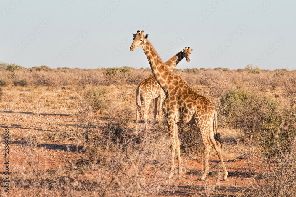 Obraz premium Giraffes in Namibia
