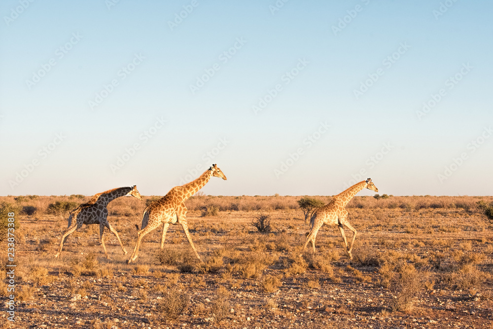 Foto Giraffes run in Namibia