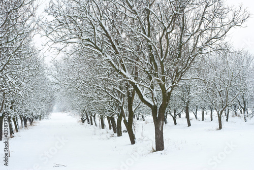 Orchard, winter © tstock