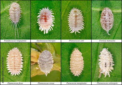 Mealybugs, Scale Insects (Hemiptera: Pseudococcidae) are one of major pests of subtropical plants in Mediterranean Region photo
