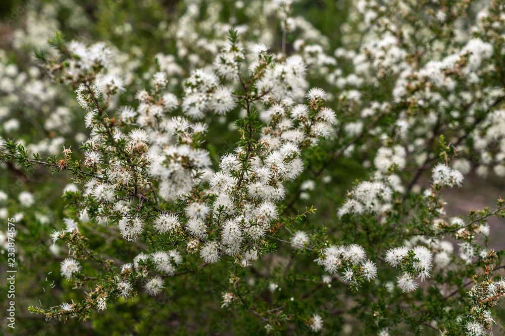 white flowers in the garden white flowers in the garden