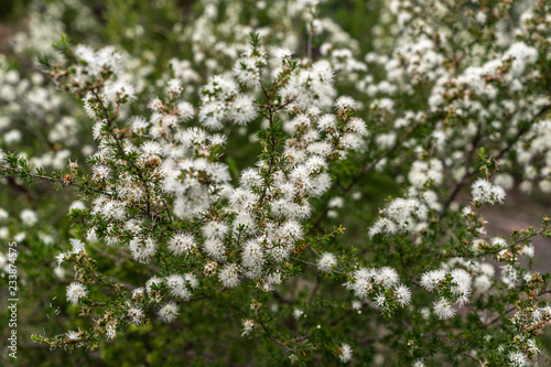 white flowers in the garden